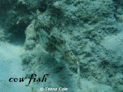 This cowfish was photographed with an Olympus 8000 snorke... by Teena Cole 